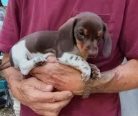 STEVIE, a male Miniature Dachshund for sale in Somerset, KY – 5 of 10