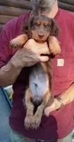 Mr. Waggin' Tail, a male Miniature Dachshund for sale in Somerset, KY – 5 of 10