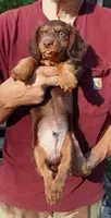 Mr. Waggin' Tail, a male Miniature Dachshund for sale in Somerset, KY – 6 of 10