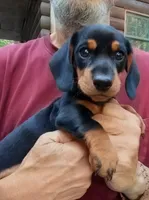 TOBY, a male Miniature Dachshund for sale in Somerset, KY – 2 of 10
