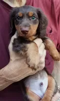 Mr. Waggin' Tail, a male Miniature Dachshund for sale in Somerset, KY – 3 of 10