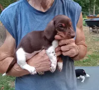 STEVIE, a male Miniature Dachshund for sale in Somerset, KY – 4 of 10