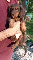 Mr. Waggin' Tail, a male Miniature Dachshund for sale in Somerset, KY – 7 of 10