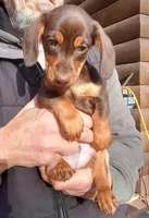 ARCHIE, a male Miniature Dachshund for sale in Somerset, KY – Photo 1 of 10
