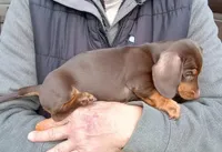 ARCHIE, a male Miniature Dachshund for sale in Somerset, KY – Photo 5 of 10