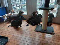 ARCHIE, a male Miniature Dachshund for sale in Somerset, KY – Photo 10 of 10