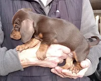 ARCHIE, a male Miniature Dachshund for sale in Somerset, KY – Photo 6 of 10