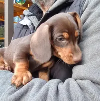 ARCHIE, a male Miniature Dachshund for sale in Somerset, KY – Photo 2 of 10