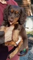 Mr. Waggin' Tail, a male Miniature Dachshund for sale in Somerset, KY – 8 of 10