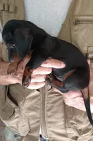 TINA, a female Miniature Dachshund for sale in Somerset, KY – 4 of 6
