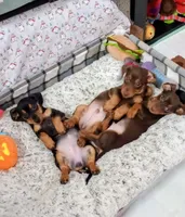 HARRY, a male Miniature Dachshund for sale in Somerset, KY – Photo 8 of 10