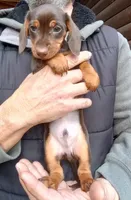 HARRY, a male Miniature Dachshund for sale in Somerset, KY – Photo 3 of 10