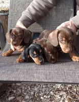 HARRY, a male Miniature Dachshund for sale in Somerset, KY – Photo 7 of 10