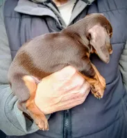 HARRY, a male Miniature Dachshund for sale in Somerset, KY – Photo 6 of 10