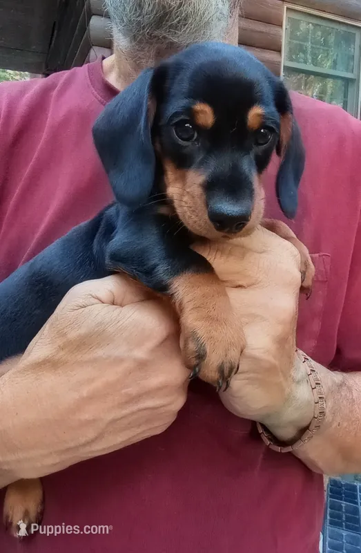 TOBY, a male Miniature Dachshund for sale in Somerset, KY – 1 of 10