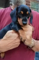 TOBY, a male Miniature Dachshund for sale in Somerset, KY – 1 of 10