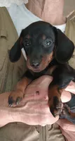 TINA, a female Miniature Dachshund for sale in Somerset, KY – 5 of 6