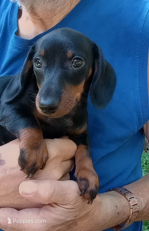TINA – Miniature Dachshund puppy for sale in Somerset, KY