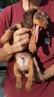 Mr. Waggin' Tail, a male Miniature Dachshund for sale in Somerset, KY – 10 of 10