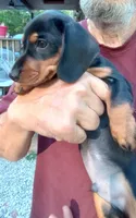 TOBY, a male Miniature Dachshund for sale in Somerset, KY – 9 of 10