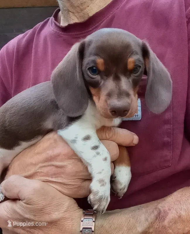 STEVIE – Miniature Dachshund puppy for sale in Somerset, KY