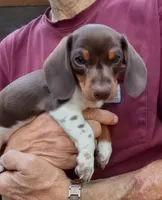 STEVIE, a male Miniature Dachshund for sale in Somerset, KY – 1 of 10