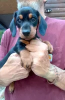 TOBY, a male Miniature Dachshund for sale in Somerset, KY – 4 of 10