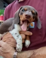 STEVIE, a male Miniature Dachshund for sale in Somerset, KY – 10 of 10