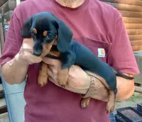 TOBY, a male Miniature Dachshund for sale in Somerset, KY – 7 of 10