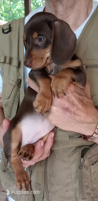 PENNY – Miniature Dachshund puppy for sale in Somerset, KY