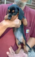 TOBY, a male Miniature Dachshund for sale in Somerset, KY – 8 of 10