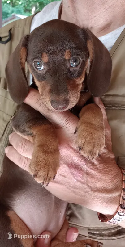 PENNY – Miniature Dachshund puppy for sale in Somerset, KY