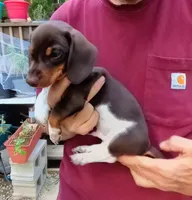 STEVIE, a male Miniature Dachshund for sale in Somerset, KY – 6 of 10