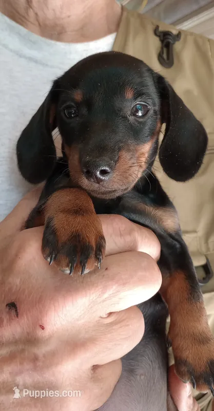 TINA – Miniature Dachshund puppy for sale in Somerset, KY
