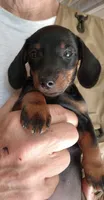 TINA, a female Miniature Dachshund for sale in Somerset, KY – 1 of 6