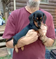TOBY, a male Miniature Dachshund for sale in Somerset, KY – 10 of 10