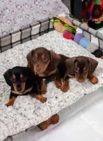 LILIBETH, a female Miniature Dachshund for sale in Somerset, KY – Photo 7 of 10