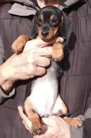 LILIBETH, a female Miniature Dachshund for sale in Somerset, KY – Photo 4 of 10