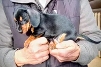 LILIBETH, a female Miniature Dachshund for sale in Somerset, KY – Photo 3 of 10
