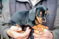 LILIBETH, a female Miniature Dachshund for sale in Somerset, KY – Photo 1 of 10