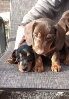 LILIBETH, a female Miniature Dachshund for sale in Somerset, KY – Photo 2 of 10