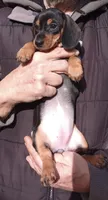 LILIBETH, a female Miniature Dachshund for sale in Somerset, KY – Photo 6 of 10