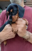 TOBY, a male Miniature Dachshund for sale in Somerset, KY – 3 of 10