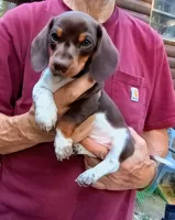 STEVIE, a male Miniature Dachshund for sale in Somerset, KY – 2 of 10