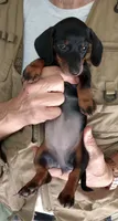 TINA, a female Miniature Dachshund for sale in Somerset, KY – 3 of 6