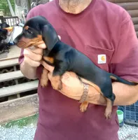 TOBY, a male Miniature Dachshund for sale in Somerset, KY – 6 of 10