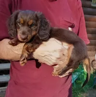 Mr. Waggin' Tail, a male Miniature Dachshund for sale in Somerset, KY – 4 of 10