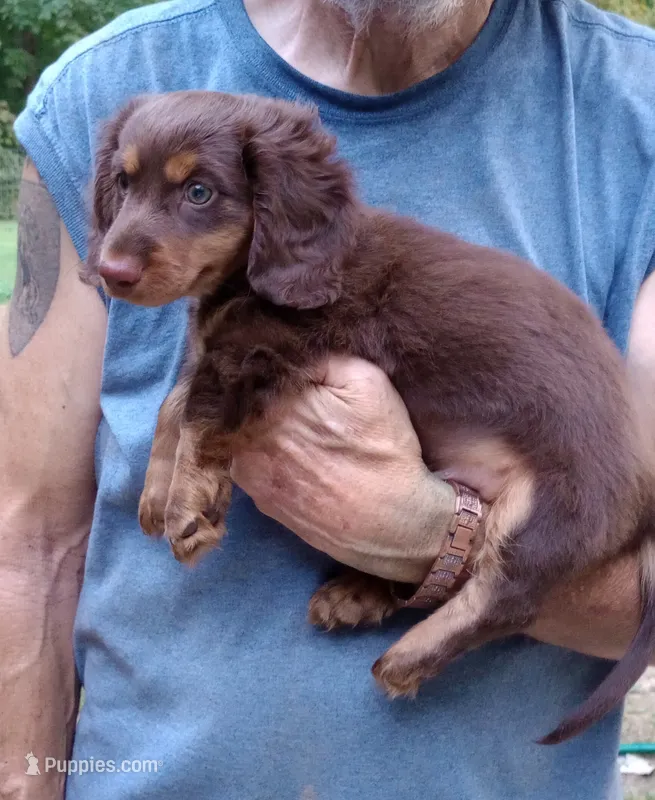 Mr. Waggin' Tail – Miniature Dachshund puppy for sale in Somerset, KY