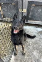 AKC Ritzy, a female German Shepherd Dog for sale in St. Ansgar, IA – Photo 3 of 4