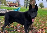 AKC Buddy, a male German Shepherd Dog for sale in St. Ansgar, IA – Photo 3 of 4